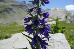 Delphinium dubium
