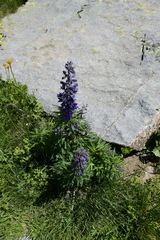 Delphinium dubium