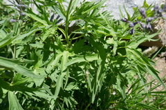 Delphinium dubium