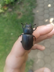 Lucanus cervus