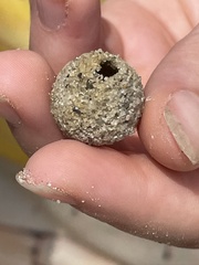 Hypocharassus pruinosus