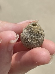 Hypocharassus pruinosus