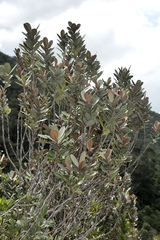 Planchonella kuebiniensis