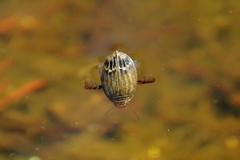 Acilius abbreviatus