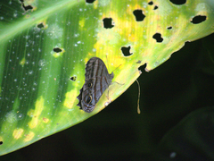 Magneuptychia