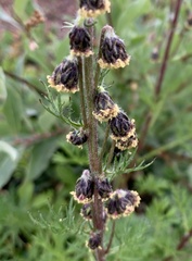 Artemisia arctica