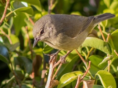 Leiothlypis celata