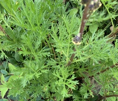 Artemisia arctica