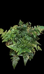 Davallia bullata