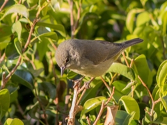 Leiothlypis celata