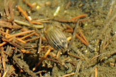 Acilius abbreviatus