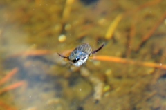 Acilius abbreviatus