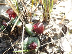 Corybas undulatus
