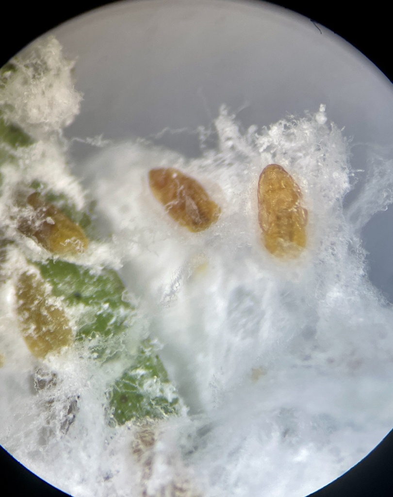 wooly pine scale