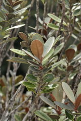 Planchonella kuebiniensis