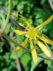 Silphium asteriscus trifoliatum