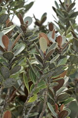 Planchonella kuebiniensis