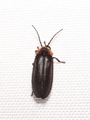 Lucidota atra