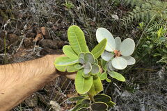 Planchonella kuebiniensis