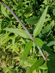 Silphium asteriscus trifoliatum