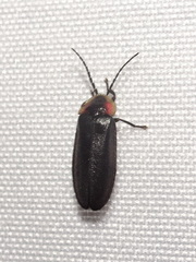 Lucidota atra