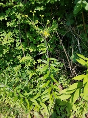 Silphium asteriscus trifoliatum