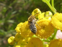 Colletes daviesanus
