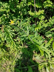 Silphium asteriscus trifoliatum