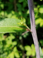 Silphium asteriscus trifoliatum