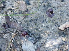 Corybas undulatus