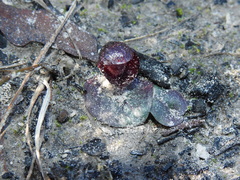 Corybas undulatus