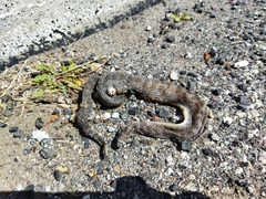 Crotalus intermedius