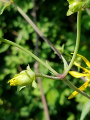 Silphium asteriscus trifoliatum