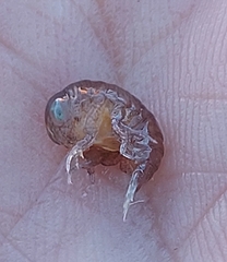 Hyperiidae