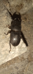 Dorcus parallelipipedus