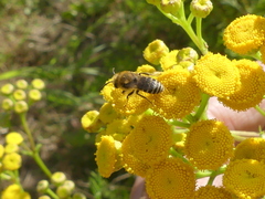 Colletes daviesanus