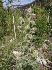 Cirsium eatonii