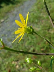 Silphium asteriscus trifoliatum