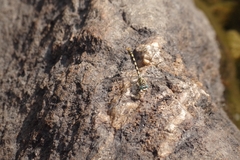 Onychogomphus uncatus