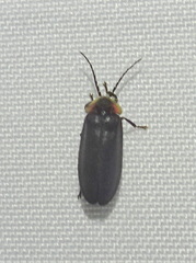 Lucidota atra
