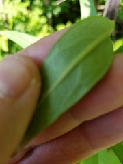 Silphium asteriscus trifoliatum