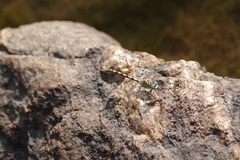 Onychogomphus uncatus