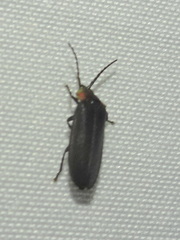 Lucidota atra