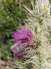 Cirsium eatonii