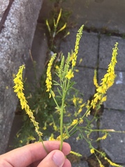 Melilotus officinalis