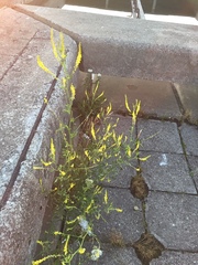 Melilotus officinalis