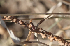 Homalodisca insolita