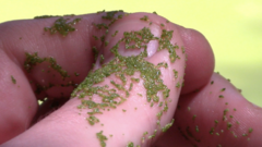 Wolffia brasiliensis