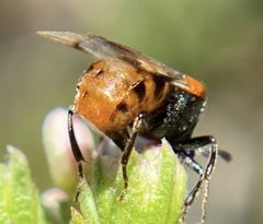 Ripiphorus mutchleri