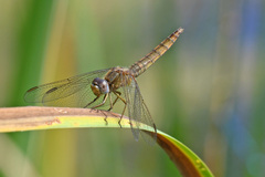 Crocothemis erythraea